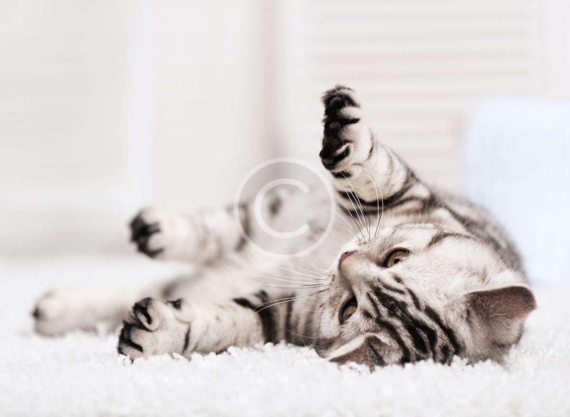 What Your Cat Breed Says About You