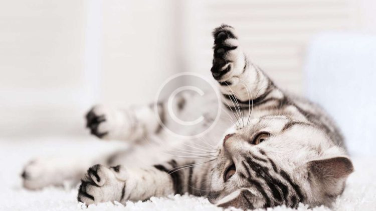 What Your Cat Breed Says About You