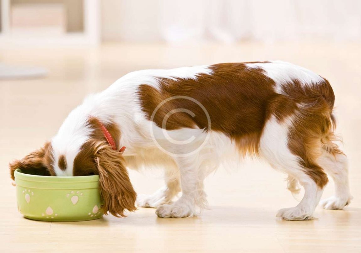 Airline Travel with Pets