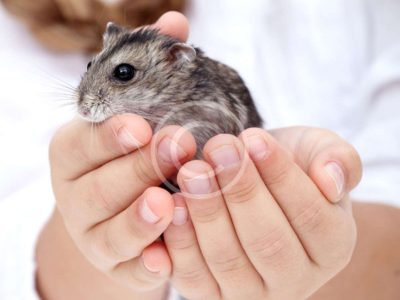 7 Small Pets for You