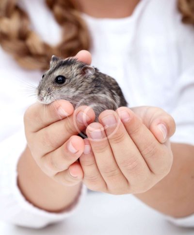 7 Small Pets for You