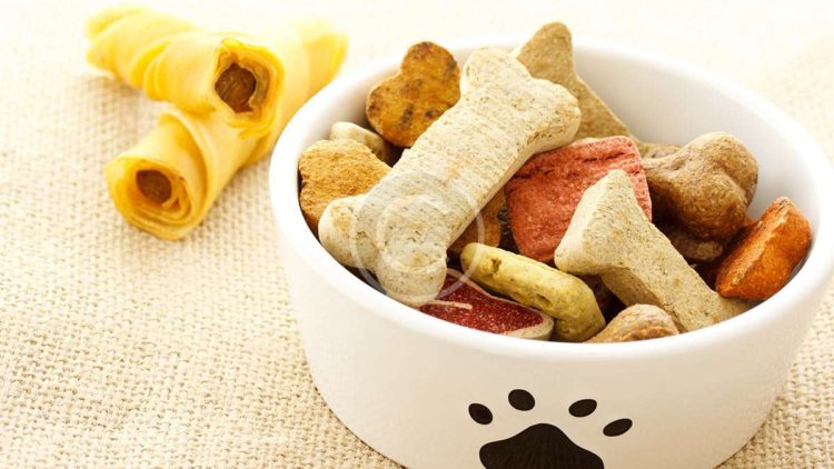 6 Common Pet Food Myths